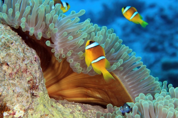 Anemone di mare e pesce pagliaccio del mar rosso