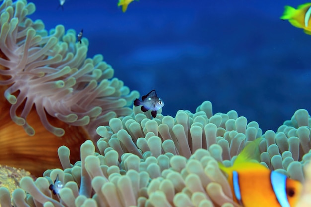 Морской анемон и рыба-клоун Красное море