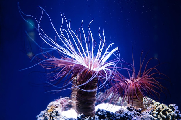 Sea anemone predatory marine invertebrates polyp with columnar trunk topped by an oral disc