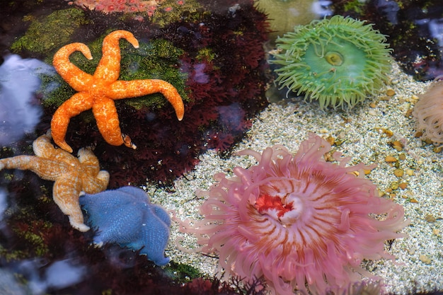Foto anemone di mare e stelle di mare