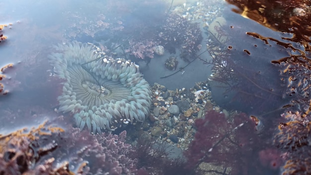 Sea anemone tentacles, tide pool water, anemones mouth macro. Tidepool wildlife, aquatic marine organism. Exotic actiniaria polyp animal underwater. Littoral intertidal zone fauna, California low tide