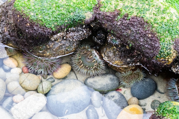 Sea anemone in tide pools on the shore