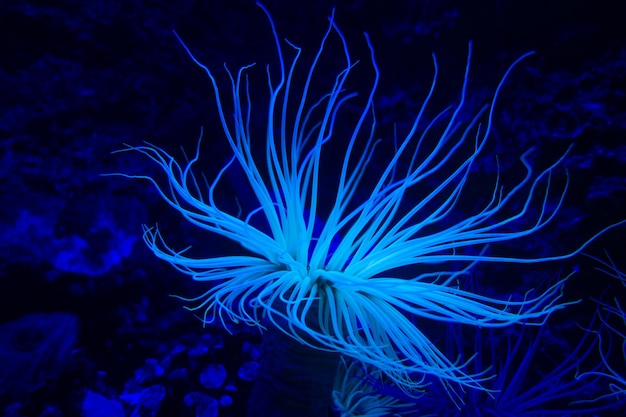 Sea anemone on a tropical coral reef