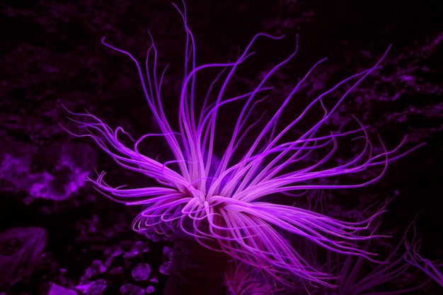 Sea anemone on a tropical coral reef