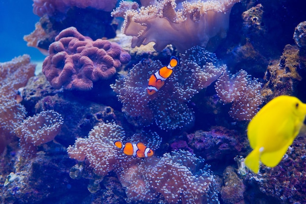 Sea anemone with clown fish