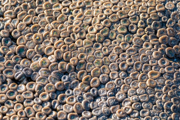 Sea anemone with sand on seashore