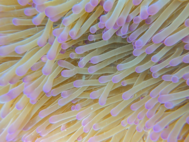 Foto anemone di mare