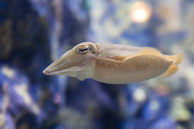 Sea animal in the aquarium