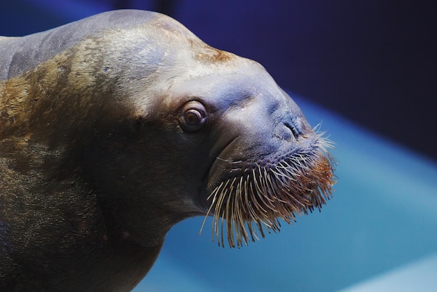 写真 海の動物のオットセイは青い海のイルカ水族館で泳ぎます。