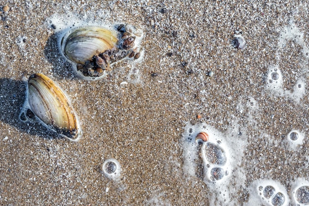 Морской фон Большие и маленькие речные раковины на песчаном пляже волны серфинга с пузырьками пены на воде