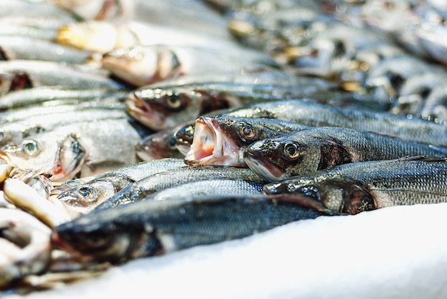 Sea bass fish on ice sold in supermarket