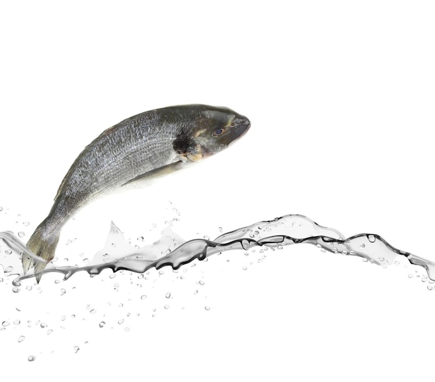 Sea bass fish jumping from water