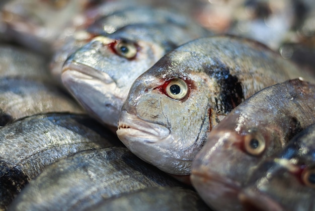 Pesce branzino venduto al mercato del pesce, primo piano