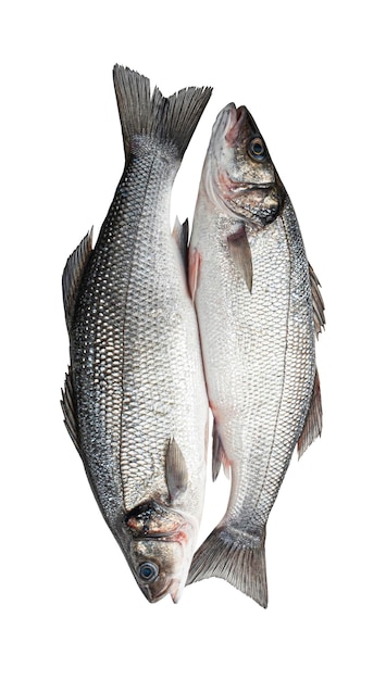 Branzino fresco pesce spigola isolato su sfondo bianco