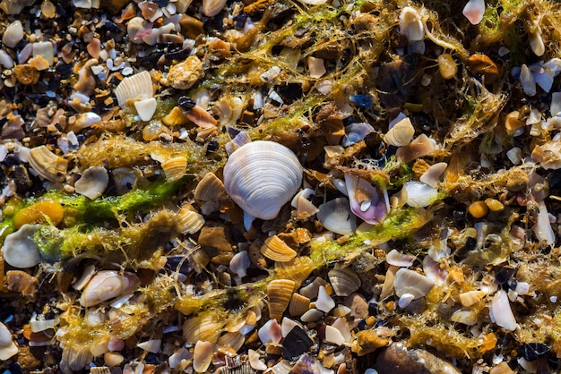 Sea beach pebble and shells (colorful different shapes of shells fragments) in sunny day. Vacation time conception. Trend image. Closeup