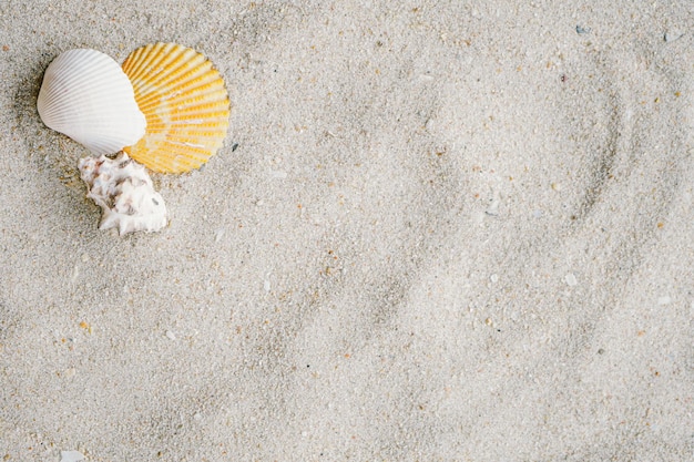 貝殻の背景と海のビーチの砂のテクスチャ