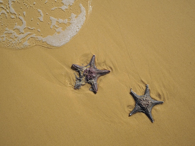 морской пляж морская звезда