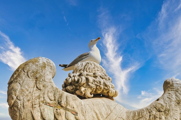 Sea bird in Rome city in Italy