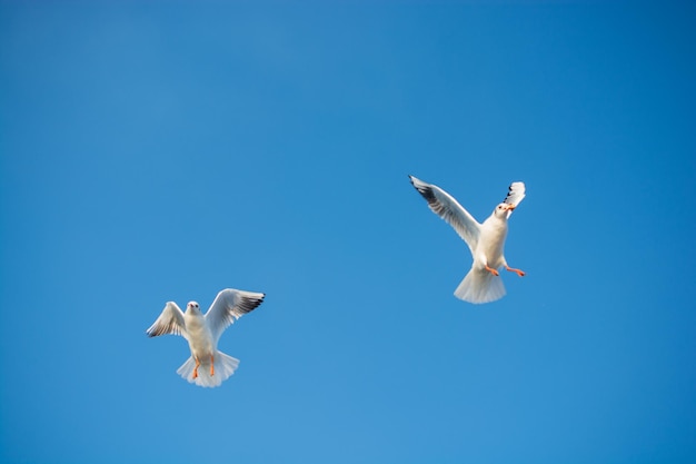 青い空を飛んでいる海鳥カモメが見られる