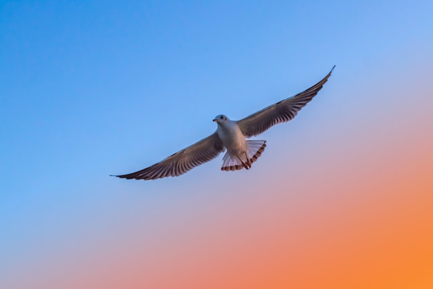 Sea birds flying freedom in the sky