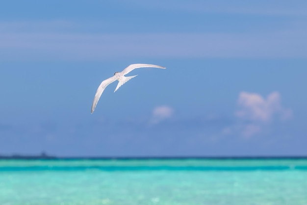 Sea birds flying on white sandy beaches in tropical island with\
clear blue sky and blue waters