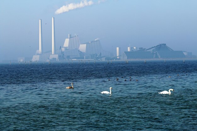 Sea birds on a misty day with sharp sun