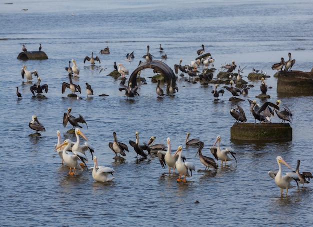 Sea birds-pelicans and gulls in Mexican gulf