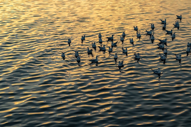 Sea birds and wave