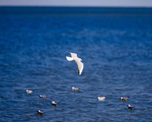 Sea and Birds