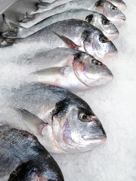 Sea bream fish on ice background Fresh dorado fish