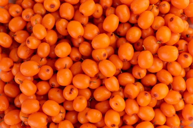 Sea buckthorn berries.Background from fresh sea buckthorn berries.