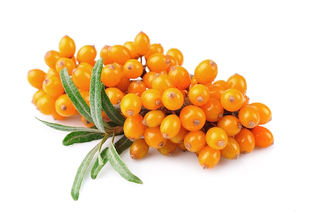 Sea buckthorn berries branch isolated on white