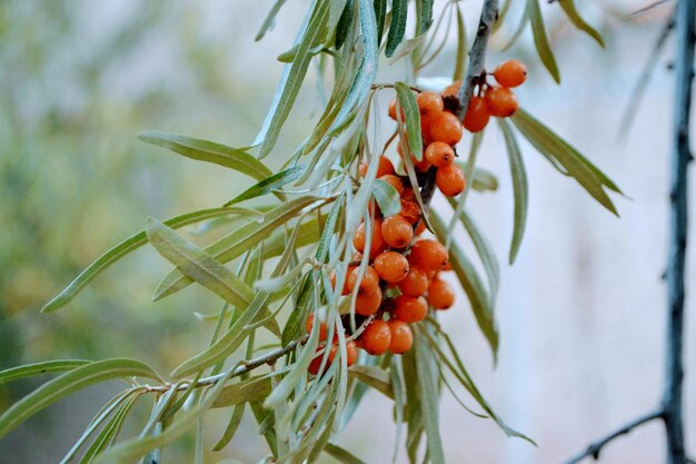 Sea Buckthorn berries on a branch