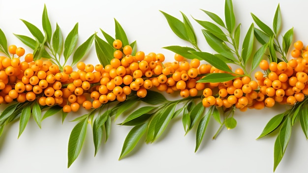 Sea Buckthorn Berry and Leaf on White