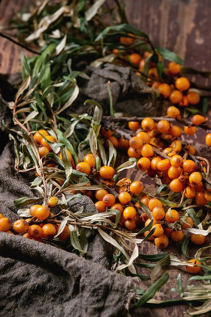 Sea buckthorn on a branch