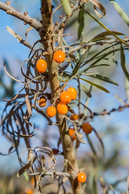 Sea buckthorn bush with berries in nature