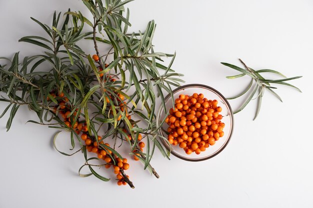 Sea buckthorn fruit on a light background