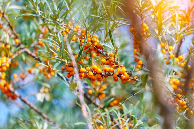 ハイポファー・ラムノイデス (Hippophae rhamnoides) 医学植物 選択的な焦点