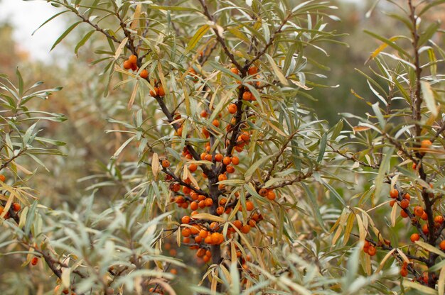 Sea buckthorn, shallow depth of field blurred. The use of juices, compotes, wines, sea buckthorn oil. This oil is used in medicine and cosmetology, it is part of lotions, ointments, medicines.