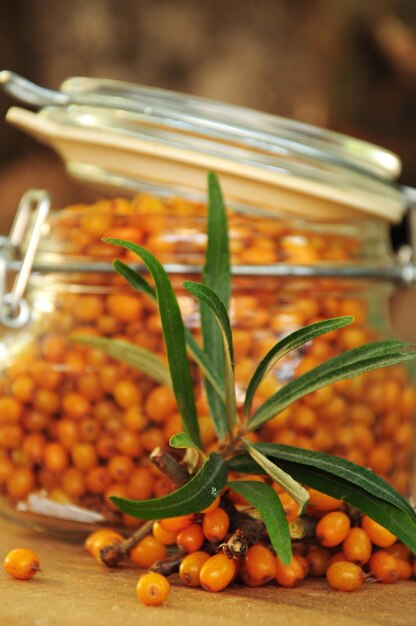 Sea buckthorn