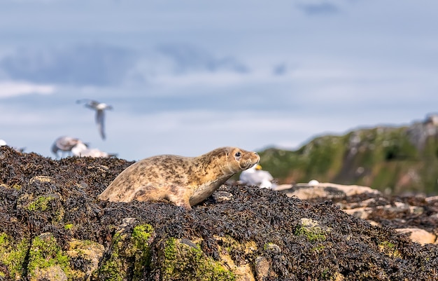 사진 바다 송아지 아기 스코틀랜드에서베이스 록 근처 북해 해변에서 휴식. 영국