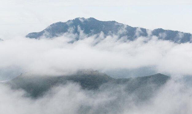 Sea of cloud in forest