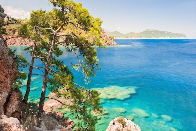 トルコのケメル近郊のターキオースの水と松のある海岸。美しい夏の風景