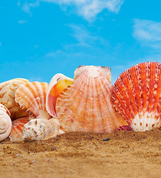 Sea cockleshells