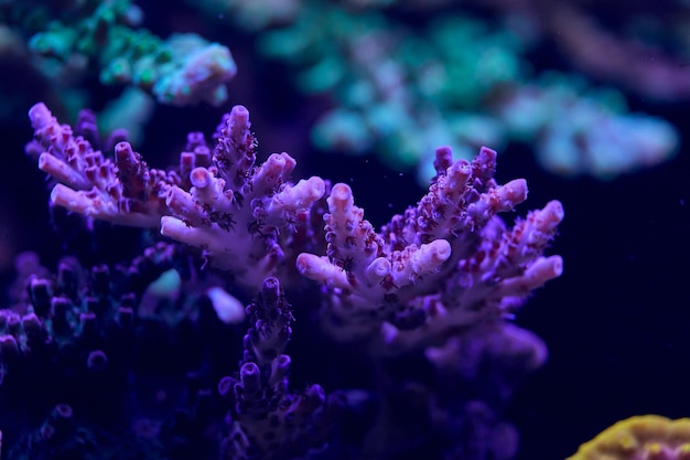 바다 산호 acropora 고품질 사진