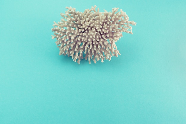 Sea coral on blue background Top view flat lay