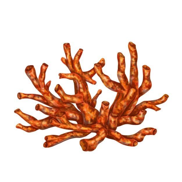 Sea coral is bright redorange in color Isolated object on a white background Tropical underwater world Digital illustration