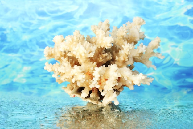 Sea coral on water background closeup