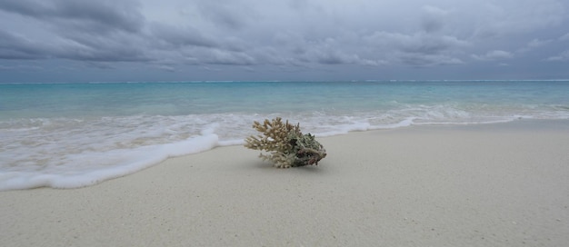 海沿いの白い砂浜に海の珊瑚