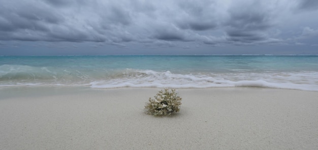 海沿いの白い砂浜に海の珊瑚